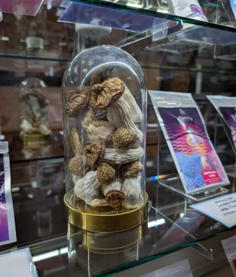 dry mushroom display