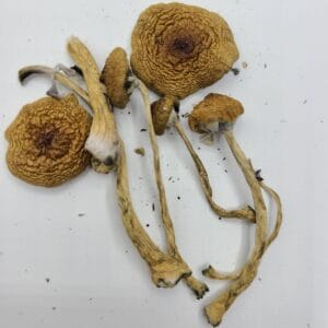 Cambodian Mushrooms