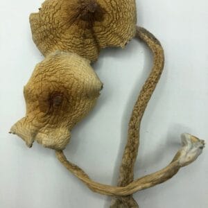 Golden Teachers Magic Mushroom