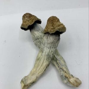 Melmac Magic Mushroom