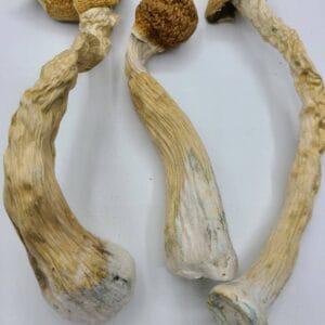 Mexican Magic Mushroom