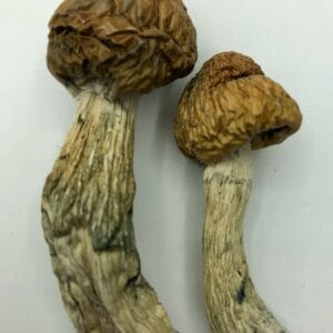 Penis Envy Magic Mushroom