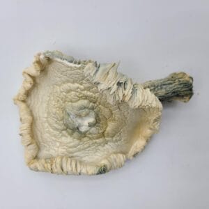 Albino Avery Magic Mushrooms