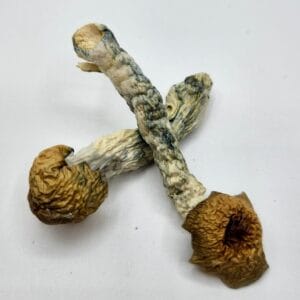 Blue Pulaski Magic Mushroom