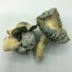 Jack Frost Magic Mushroom
