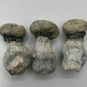 Albino Penis Envy (APE) Mushrooms