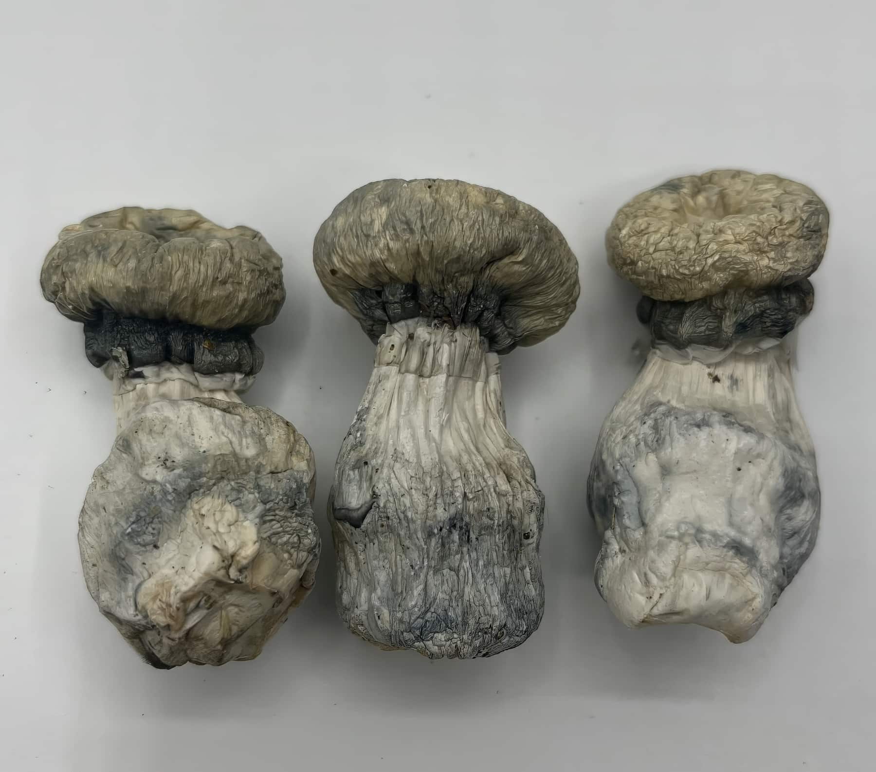 Albino Penis Envy (APE) Mushrooms