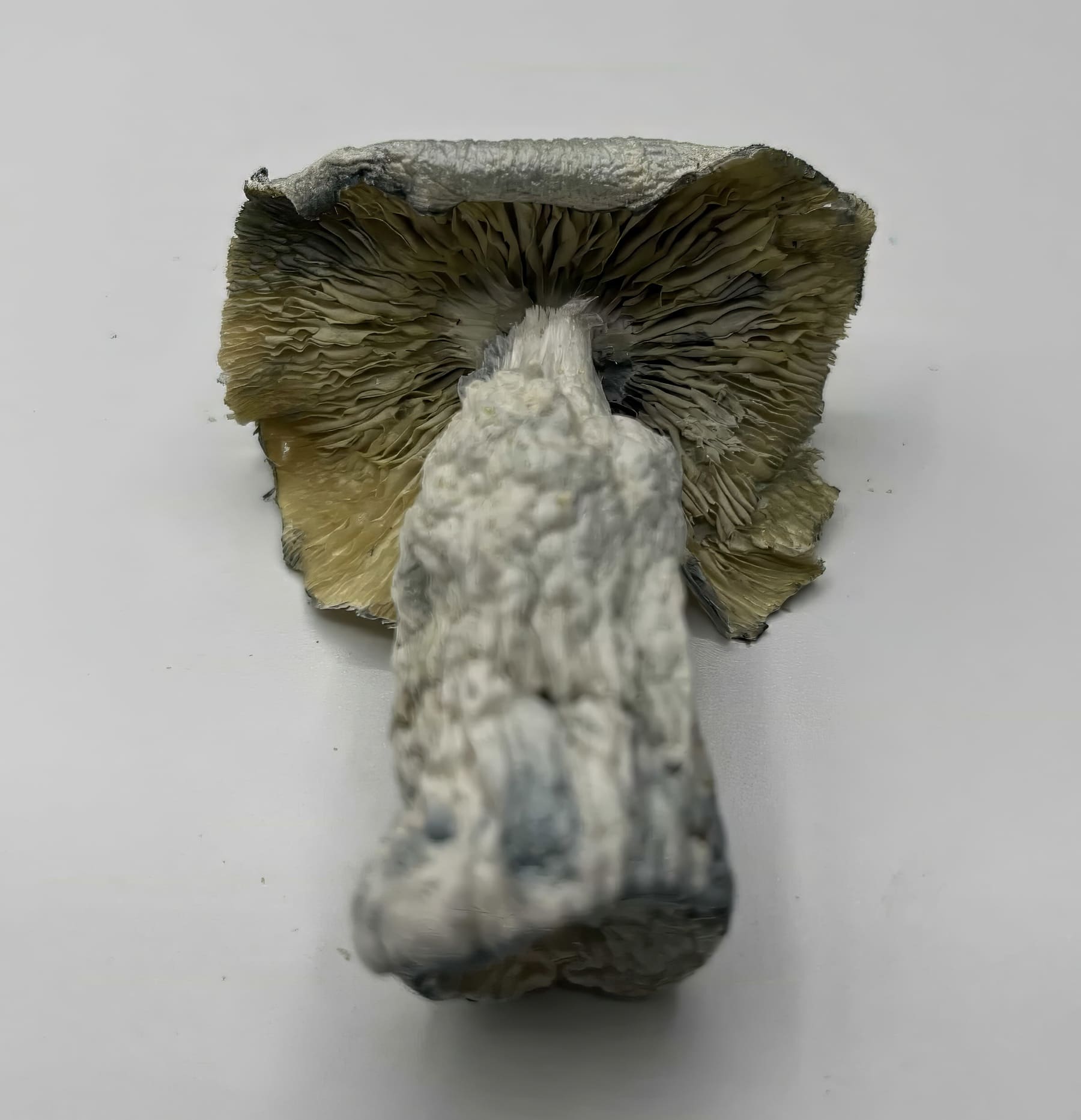 Albino Avery Mushrooms