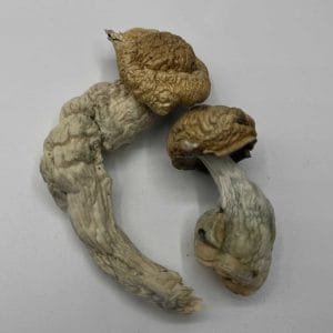 DC Meanies Mushrooms