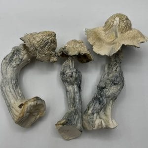 Great White North Mushrooms