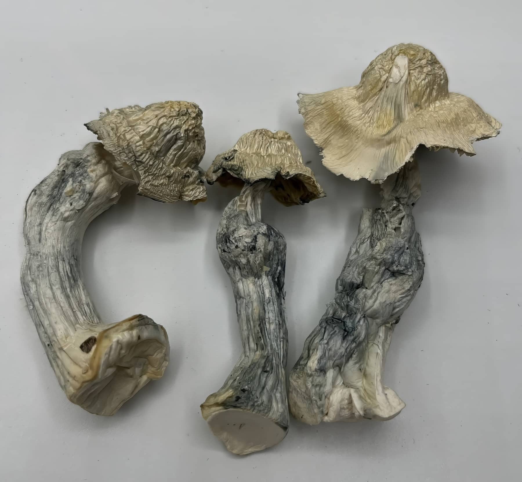 Great White North Mushrooms