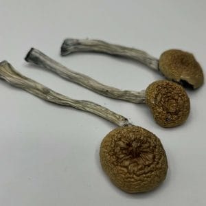 Golden Teachers Mushrooms