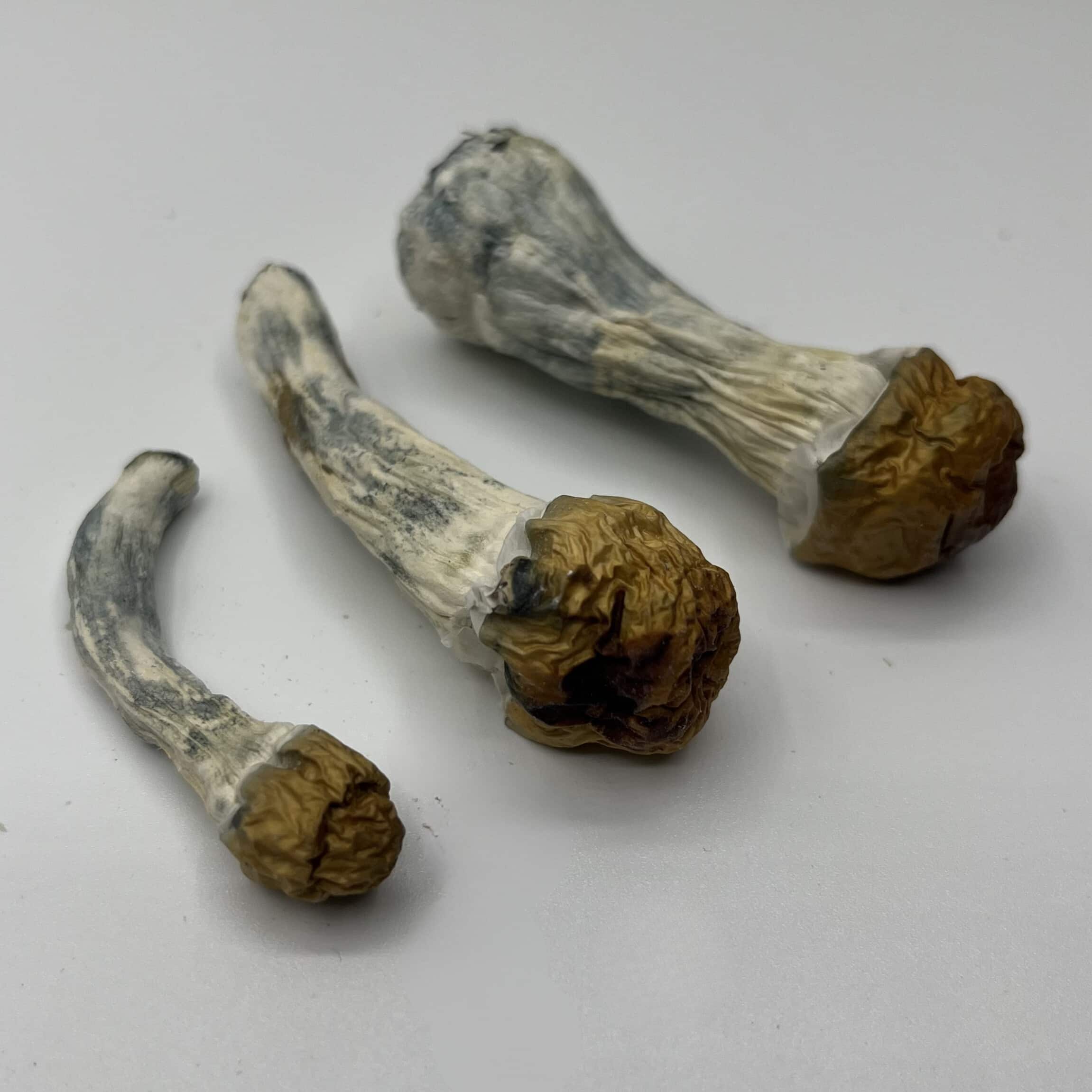 Melmac Mushrooms
