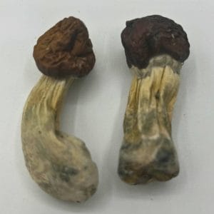 Tidal Wave Mushrooms