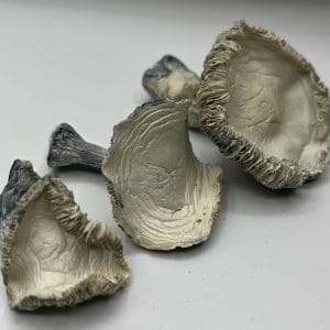 3 arc mushrooms