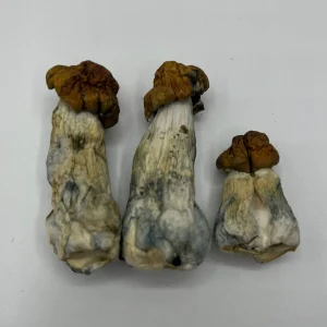 3 blue meanies dry shrooms