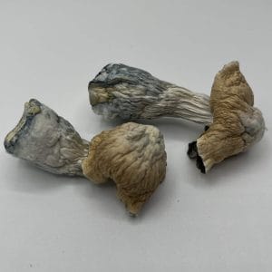 Toque mushrooms