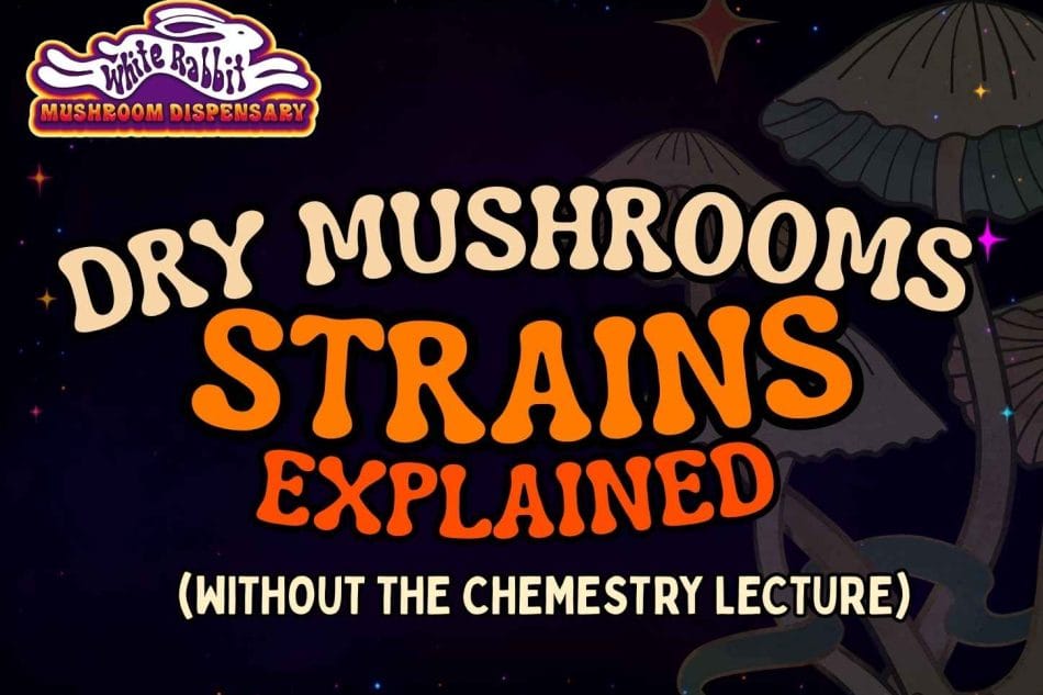 Strains explained - white rabbit